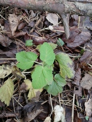 Aegopodium podagraria