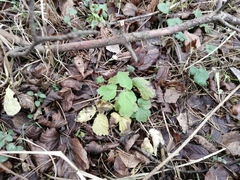 Aegopodium podagraria