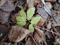 Aegopodium podagraria