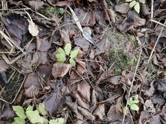 Aegopodium podagraria