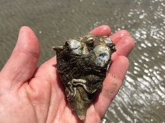 Phragmatopoma caudata