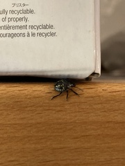 Nezara viridula