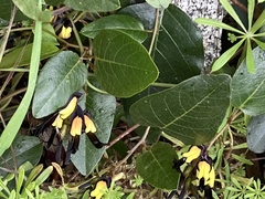 Kennedia nigricans