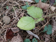Rubus idaeus