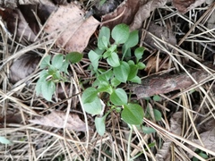 Moehringia trinervia