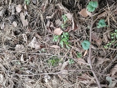 Moehringia trinervia