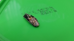 Ptyelus grossus