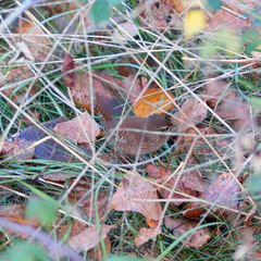 Troglodytes troglodytes