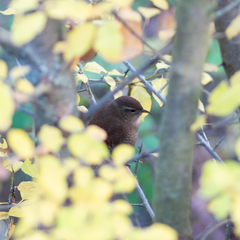 Troglodytes troglodytes