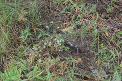 Symphyotrichum lanceolatum lanceolatum
