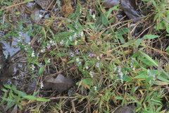 Symphyotrichum lanceolatum lanceolatum