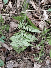 Dryopteris carthusiana
