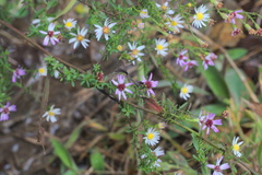 Symphyotrichum lanceolatum lanceolatum