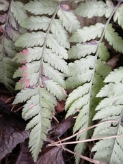 Dryopteris carthusiana