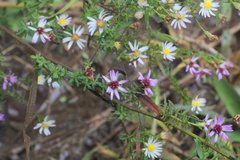 Symphyotrichum lanceolatum lanceolatum