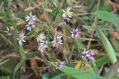 Symphyotrichum lanceolatum lanceolatum