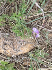 Astragalus agrestis