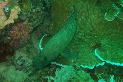 Epinephelus ongus