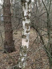 Betula pendula