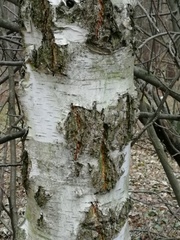 Betula pendula