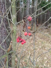 Sorbus aucuparia