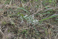 Symphyotrichum lanceolatum lanceolatum