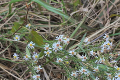 Symphyotrichum lanceolatum lanceolatum