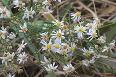 Symphyotrichum lanceolatum lanceolatum