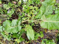 Rumex obtusifolius