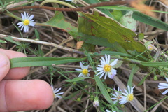 Symphyotrichum lanceolatum lanceolatum