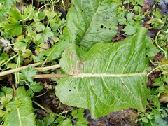 Rumex obtusifolius