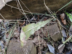Taraxacum officinale