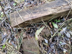 Taraxacum officinale