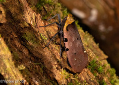 Penthicodes atomaria