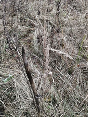 Calamagrostis epigejos