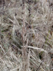 Calamagrostis epigejos
