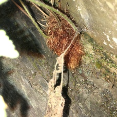 Hypodematium
