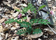 Hosackia rosea