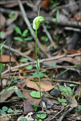 Pterostylis alveata