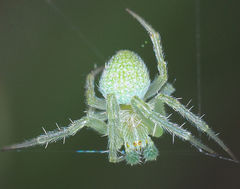 Araneus eburneiventris