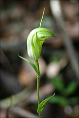 Pterostylis alveata