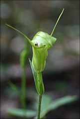 Pterostylis alveata