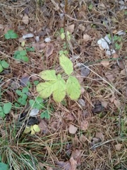 Rubus idaeus