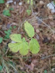 Rubus idaeus