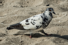 Columba livia domestica