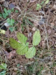 Rubus idaeus