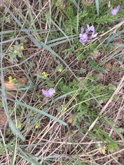 Astragalus agrestis
