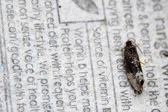 Apotomis sororculana