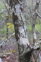 Crataegus berberifolia