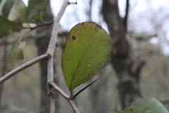 Crataegus berberifolia